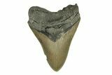 Serrated, Fossil Megalodon Tooth - North Carolina #271232-1